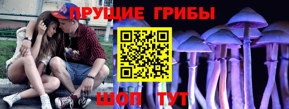 Псилоцибиновые грибы Psilocybine cubensis Вольск
